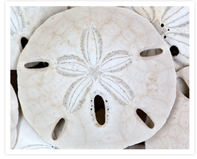 Sand Dollar